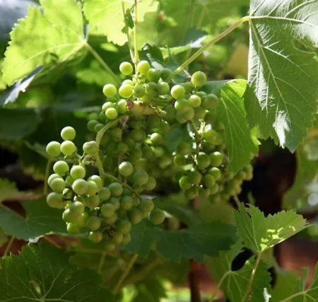 Podere Uccelliera * Castagneto Carducci