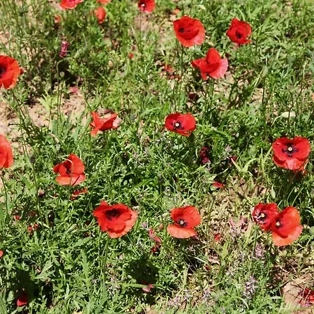 Podere Uccelliera