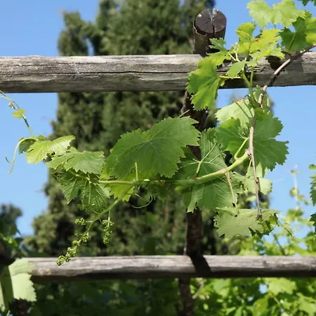 Holiday home Podere Uccelliera